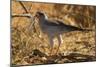 Pale Chanting Goshawk Eating Rodent-Mary Ann McDonald-Mounted Photographic Print