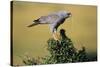 Pale Chanting Goshawk Swallowing Lizard-Paul Souders-Stretched Canvas