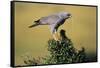 Pale Chanting Goshawk Swallowing Lizard-Paul Souders-Framed Stretched Canvas