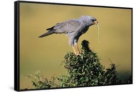 Pale Chanting Goshawk Swallowing Lizard-Paul Souders-Framed Stretched Canvas