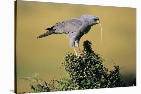 Pale Chanting Goshawk Swallowing Lizard-Paul Souders-Stretched Canvas