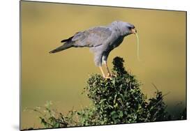 Pale Chanting Goshawk Swallowing Lizard-Paul Souders-Mounted Photographic Print