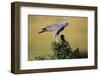 Pale Chanting Goshawk Swallowing Lizard-Paul Souders-Framed Photographic Print