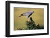 Pale Chanting Goshawk Swallowing Lizard-Paul Souders-Framed Photographic Print