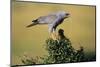 Pale Chanting Goshawk Swallowing Lizard-Paul Souders-Mounted Photographic Print