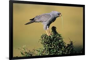 Pale Chanting Goshawk Swallowing Lizard-Paul Souders-Framed Photographic Print