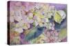 Pale Clouded Yellow Butterfly, Colias Hyale on Hydrangea-Karen Armitage-Stretched Canvas