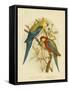 Pale-Headed Parakeet or Pale-Headed Rosella, 1891-Gracius Broinowski-Framed Stretched Canvas