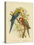 Pale-Headed Parakeet or Pale-Headed Rosella, 1891-Gracius Broinowski-Stretched Canvas