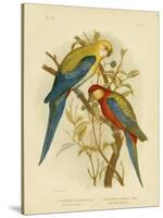 Pale-Headed Parakeet or Pale-Headed Rosella, 1891-Gracius Broinowski-Stretched Canvas