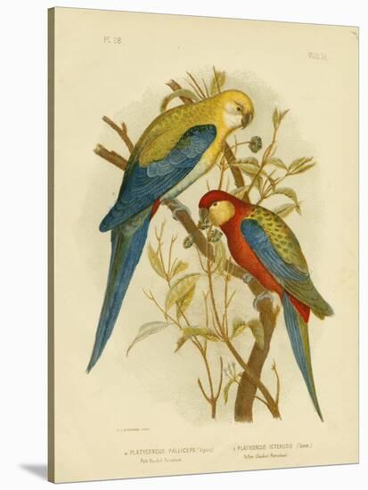 Pale-Headed Parakeet or Pale-Headed Rosella, 1891-Gracius Broinowski-Stretched Canvas