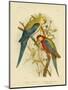 Pale-Headed Parakeet or Pale-Headed Rosella, 1891-Gracius Broinowski-Mounted Premium Giclee Print