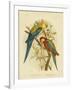 Pale-Headed Parakeet or Pale-Headed Rosella, 1891-Gracius Broinowski-Framed Giclee Print