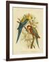 Pale-Headed Parakeet or Pale-Headed Rosella, 1891-Gracius Broinowski-Framed Giclee Print