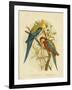 Pale-Headed Parakeet or Pale-Headed Rosella, 1891-Gracius Broinowski-Framed Giclee Print