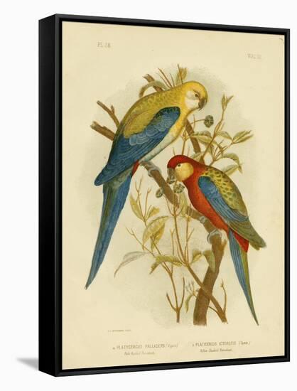 Pale-Headed Parakeet or Pale-Headed Rosella, 1891-Gracius Broinowski-Framed Stretched Canvas