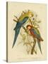 Pale-Headed Parakeet or Pale-Headed Rosella, 1891-Gracius Broinowski-Stretched Canvas