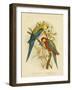 Pale-Headed Parakeet or Pale-Headed Rosella, 1891-Gracius Broinowski-Framed Giclee Print