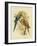 Pale-Headed Parakeet or Pale-Headed Rosella, 1891-Gracius Broinowski-Framed Giclee Print