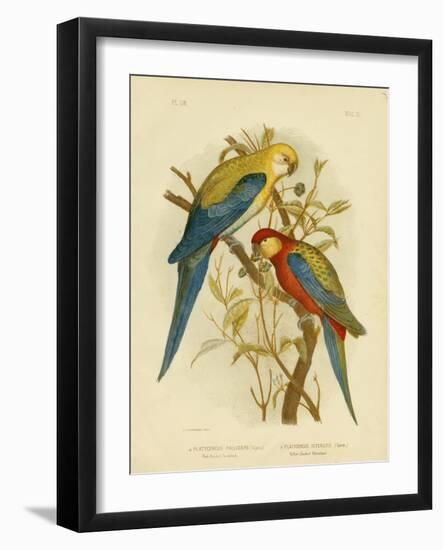 Pale-Headed Parakeet or Pale-Headed Rosella, 1891-Gracius Broinowski-Framed Giclee Print