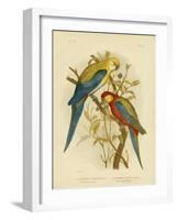 Pale-Headed Parakeet or Pale-Headed Rosella, 1891-Gracius Broinowski-Framed Giclee Print