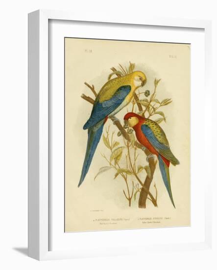 Pale-Headed Parakeet or Pale-Headed Rosella, 1891-Gracius Broinowski-Framed Giclee Print