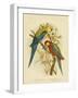 Pale-Headed Parakeet or Pale-Headed Rosella, 1891-Gracius Broinowski-Framed Giclee Print