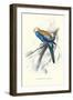 Pale-Headed Parakeet - Platycercus Adscitus-Edward Lear-Framed Art Print