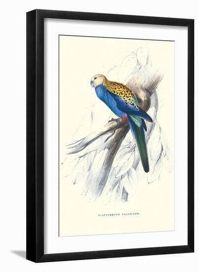 Pale-Headed Parakeet - Platycercus Adscitus-Edward Lear-Framed Art Print