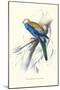 Pale-Headed Parakeet - Platycercus Adscitus-Edward Lear-Mounted Art Print