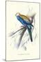 Pale-Headed Parakeet - Platycercus Adscitus-Edward Lear-Mounted Art Print