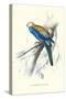 Pale-Headed Parakeet - Platycercus Adscitus-Edward Lear-Stretched Canvas