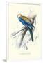 Pale-Headed Parakeet - Platycercus Adscitus-Edward Lear-Framed Art Print