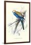 Pale-Headed Parakeet - Platycercus Adscitus-Edward Lear-Framed Art Print