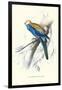 Pale-Headed Parakeet - Platycercus Adscitus-Edward Lear-Framed Art Print