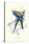 Pale-Headed Parakeet - Platycercus Adscitus-Edward Lear-Stretched Canvas