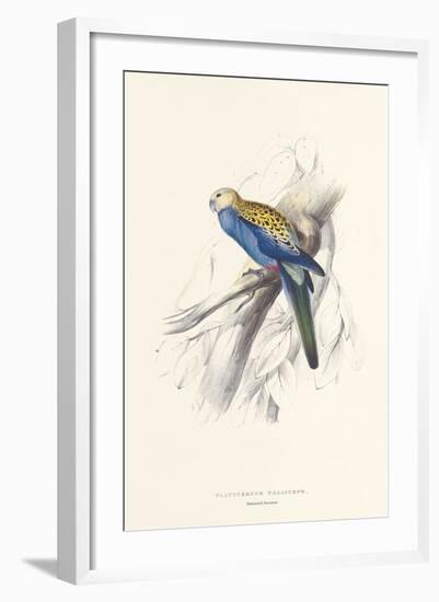 Pale Headed Parakeet-Edward Lear-Framed Premium Giclee Print