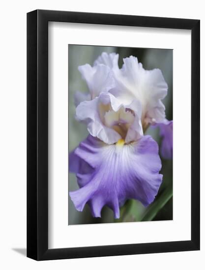 Pale lavender bearded iris bloom-Anna Miller-Framed Photographic Print