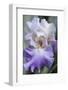 Pale lavender bearded iris bloom-Anna Miller-Framed Photographic Print