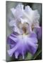 Pale lavender bearded iris bloom-Anna Miller-Mounted Photographic Print