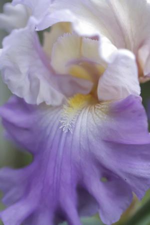 &lsquo;Pale lavender bearded iris close-up&rsquo; Photographic Print - Anna Miller