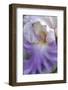 Pale lavender bearded iris close-up-Anna Miller-Framed Photographic Print