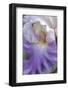 Pale lavender bearded iris close-up-Anna Miller-Framed Photographic Print