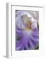 Pale lavender bearded iris close-up-Anna Miller-Framed Photographic Print