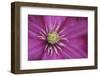 Pale pink clematis blossom-Anna Miller-Framed Photographic Print