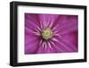 Pale pink clematis blossom-Anna Miller-Framed Photographic Print