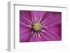 Pale pink clematis blossom-Anna Miller-Framed Photographic Print