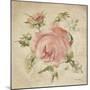 Pale Pink Rose on Antique Linen Light-Cheri Blum-Mounted Art Print