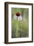 Pale Purple Coneflower in North Dakota, USA-Chuck Haney-Framed Photographic Print