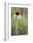 Pale Purple Coneflower in North Dakota, USA-Chuck Haney-Framed Photographic Print